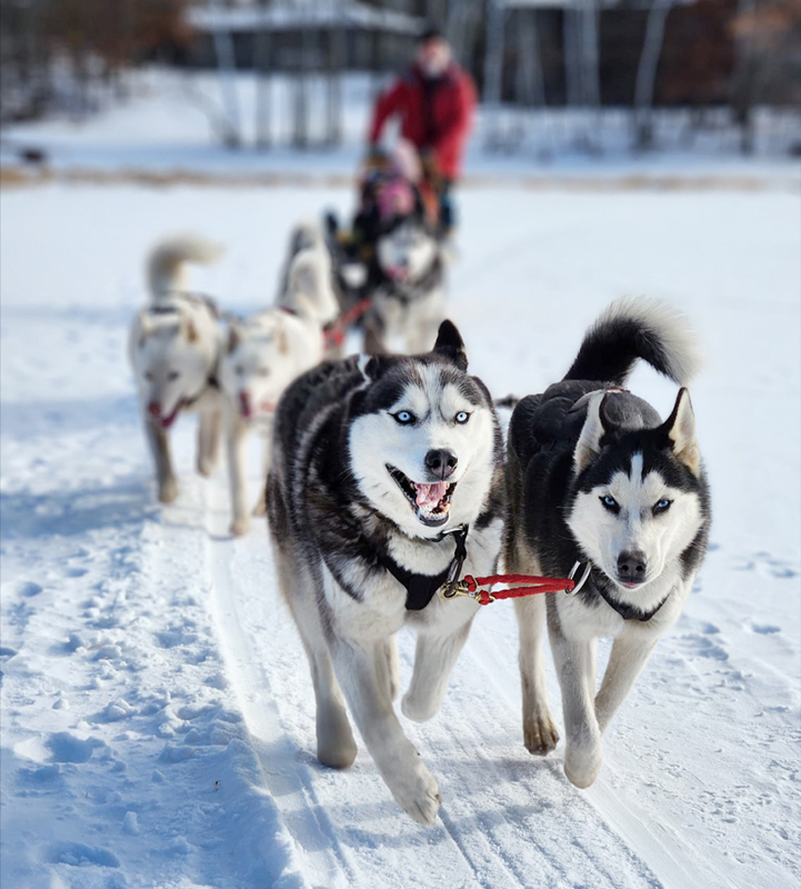 Jack Christopher being pulled by Siberian Huskies